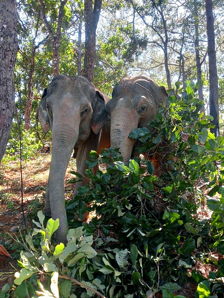 Two elephants feeding in the forest near Chiang Mai